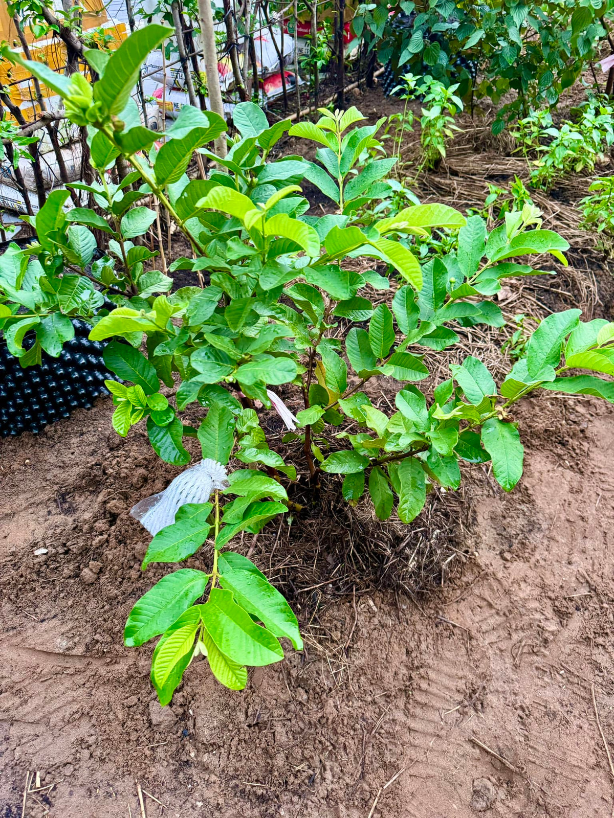 Ngoài rau xanh, Đoàn Di Băng còn trồng một số cây ăn quả. Ảnh: FBNV