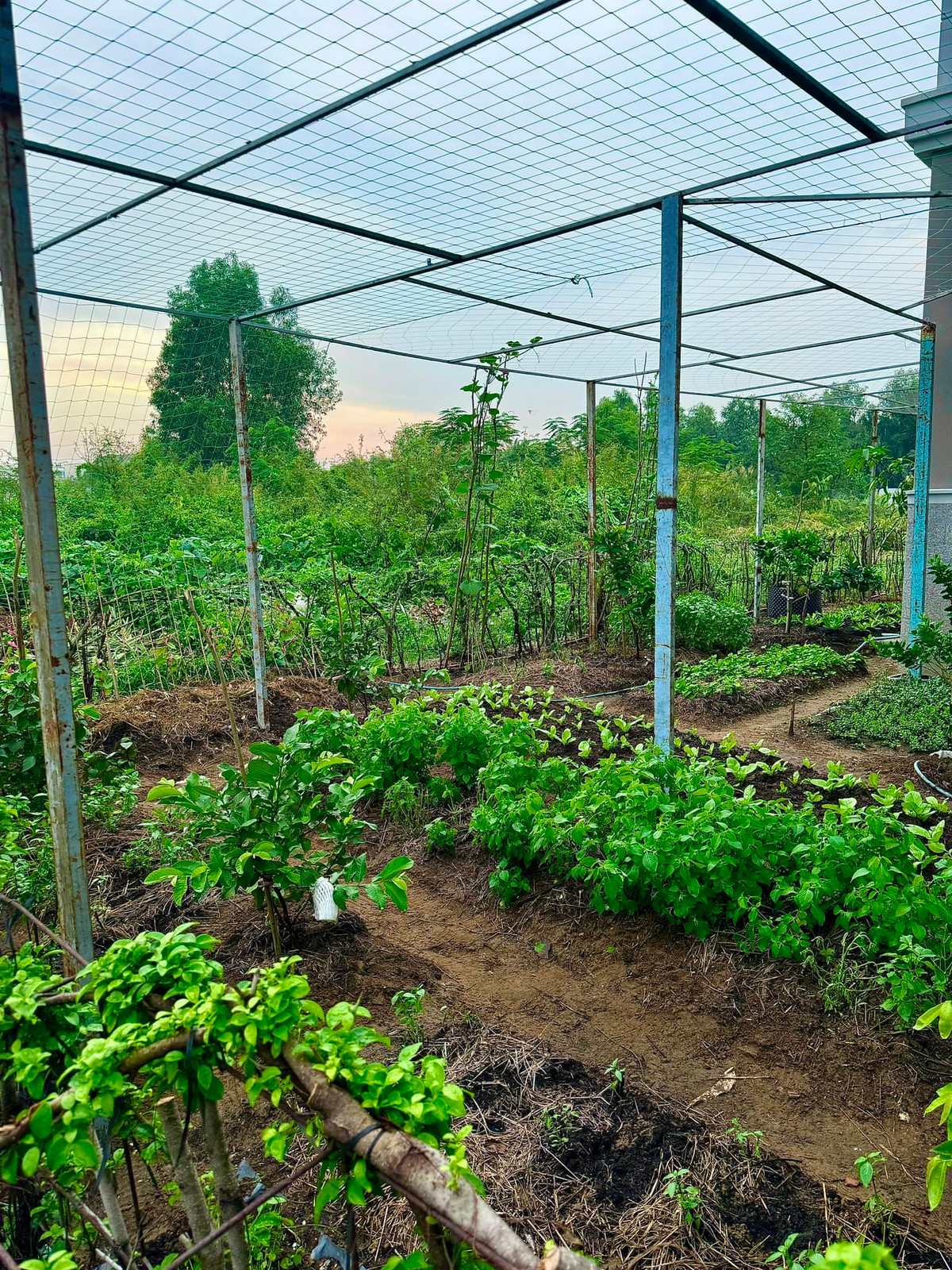 Mới đây, Đoàn Di Băng chia sẻ hình ảnh vườn rau xanh mướt trong biệt thự khiến nhiều khán giả không khỏi xuýt xoa. Ảnh: FBNV