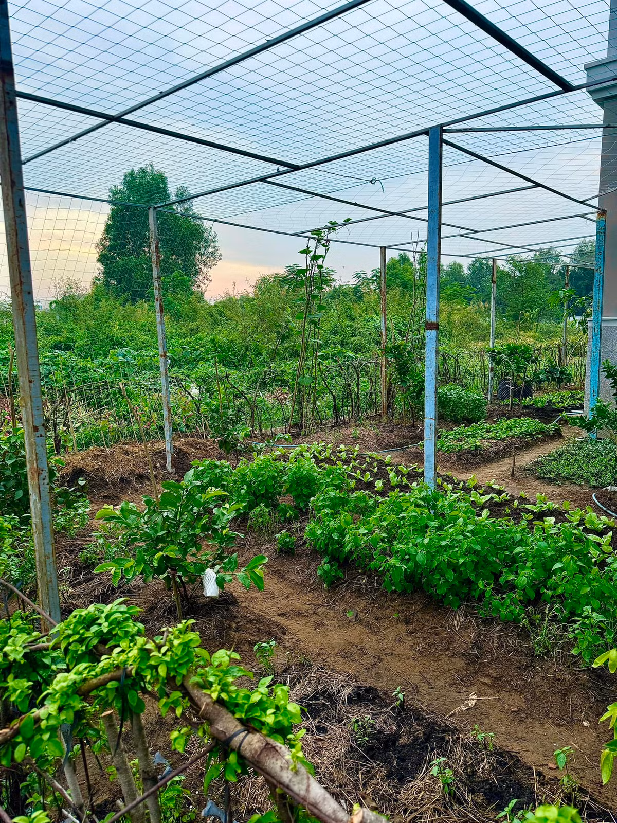 Mới đây, Đoàn Di Băng chia sẻ hình ảnh vườn rau xanh mướt trong biệt thự khiến nhiều khán giả không khỏi xuýt xoa. Ảnh: FBNV