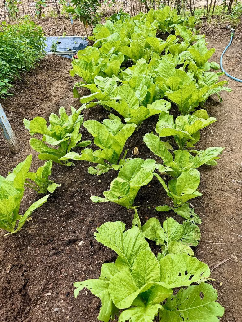 Luống rau cải xanh non mơn mởn. Ảnh: FBNV