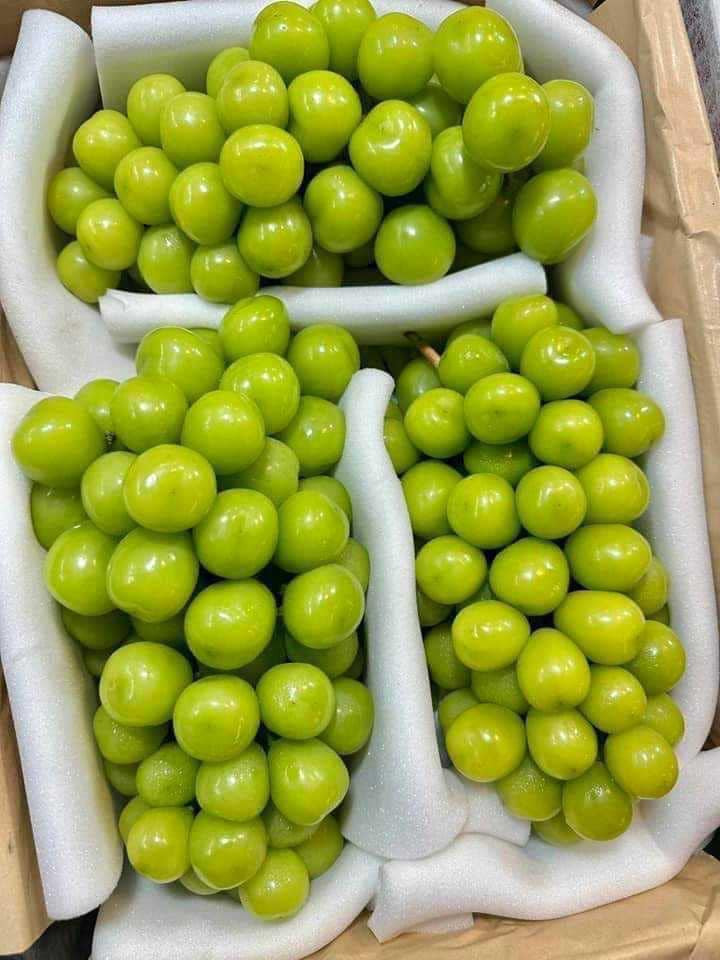 Mỗi chùm nho sữa Trung Quốc nặng từ 1-1,5kg, quả to, căng bóng, ngọt thơm, giá lại rẻ nên rất hút khách. Ảnh: Facebook