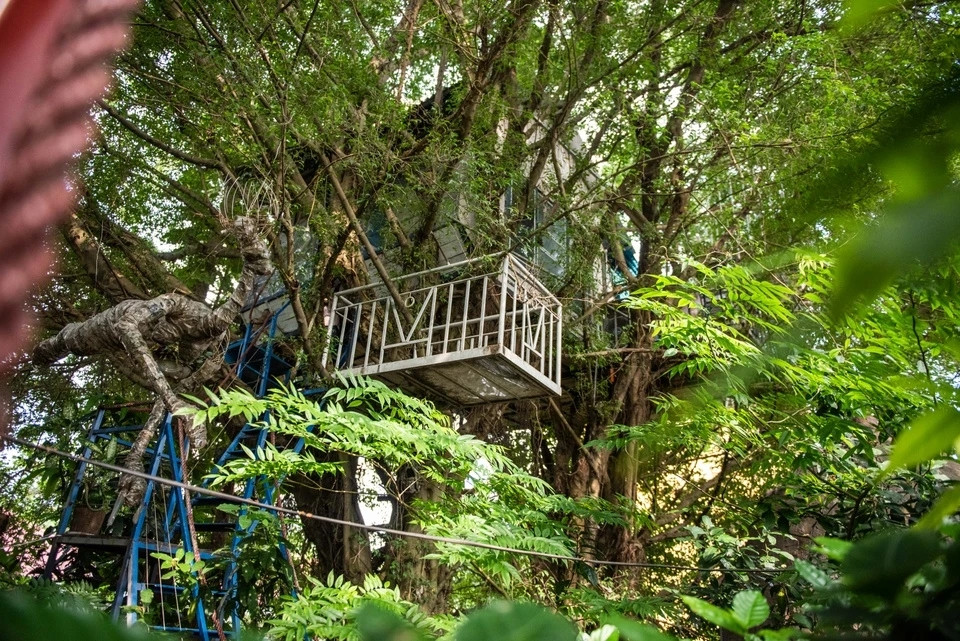 Tọa lạc tại quận Long Biên (Hà Nội), tổ hợp nhà "Tree House" của họa sĩ Đào Anh Khánh có một ngôi nhà được thiết kế độc đáo, nằm dựa vào 2 cây sanh và một cây vú sữa. Ảnh: Znews