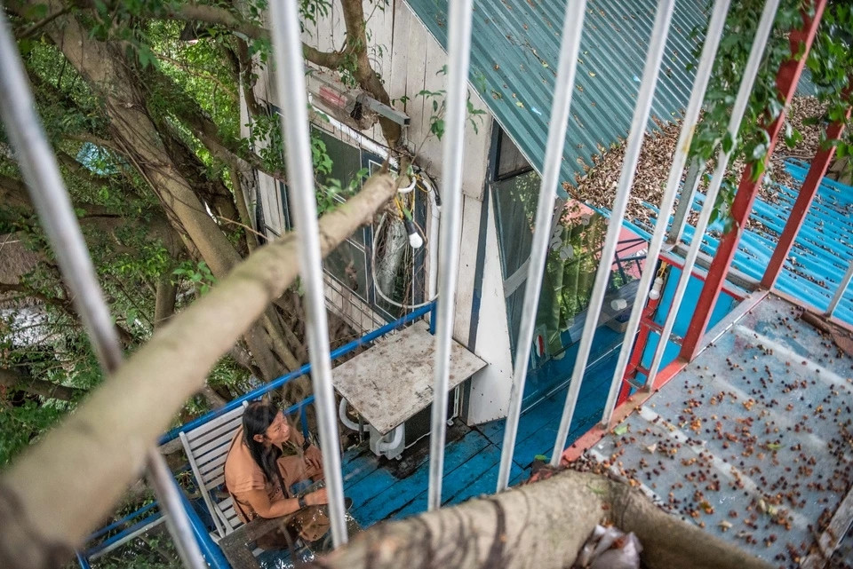 Tuy nhiên, ngôi nhà trên cây cũng gặp những vấn đề về côn trùng, sự phát triển của cây hay độ ẩm, yếu tố thời tiết. Ảnh; Znews