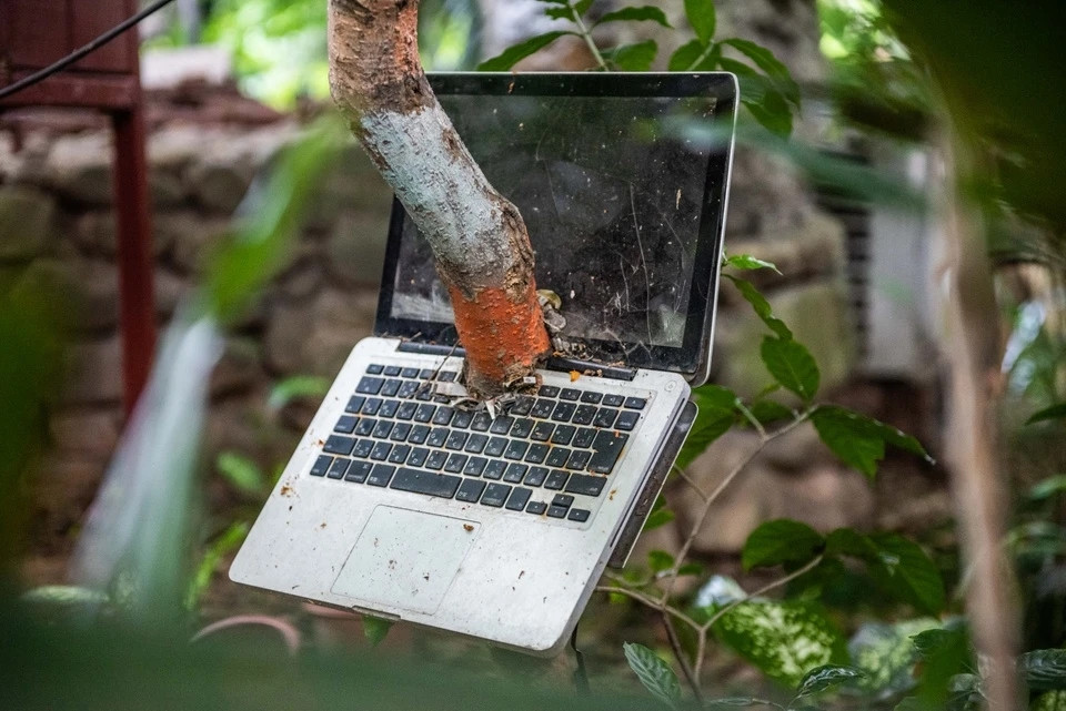 Vì vậy, gia chủ phải thường xuyên xịt, diệt muỗi, kiến, gia cố sàn nhà định kỳ, kiểm tra sự thay đổi của cây gây ảnh hưởng đến kết cấu nhà. Ảnh: Znews