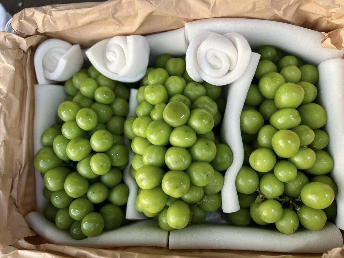 Trên thực tế, đây không phải nho sữa xuất xứ Hàn Quốc hay Nhật Bản mà trồng tại Trung Quốc. Ảnh: Facebook