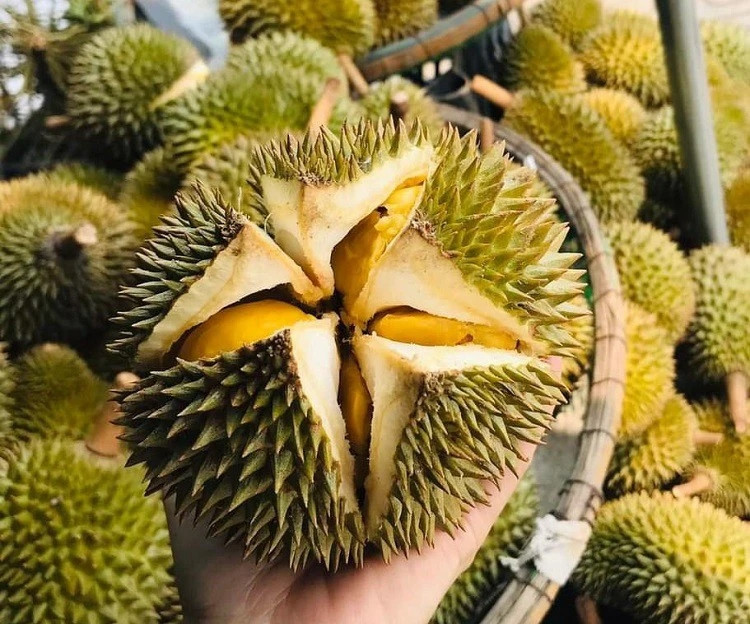 Đây là giống sầu riêng mini Thái Lan, giá bán từ 90.000 - 180.000 đồng/kg. Với mức giá này, nhiều trái sầu riêng tí hon 0,3-0,7 kg chỉ có giá vài chục nghìn đồng. Ảnh: Dân Việt