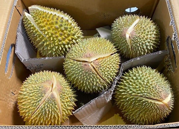 Giá rẻ, cơm ngon, vàng, vỏ mỏng nên sầu riêng tí hon được đông đảo khách hàng ưa chuộng. Hàng về bao nhiêu cũng bán hết. Ảnh: Dân Việt