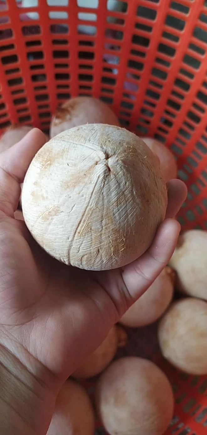 Dừa xiêm baby được ưa chuộng bởi nước ngọt thơm, gáo mỏng, cùi dày béo ngậy ăn giòn sần sật. Ảnh: Facebook