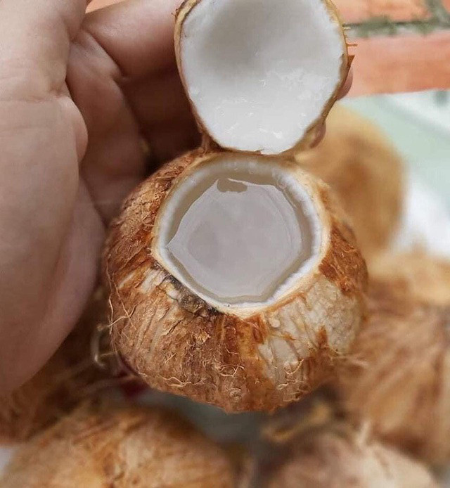 Mỗi trái dừa xiêm mini giá dao động từ 6.000-8.000 đồng. Giá rẻ nên có ngày người bán tiêu thụ hàng nghìn quả. Ảnh: Facebook