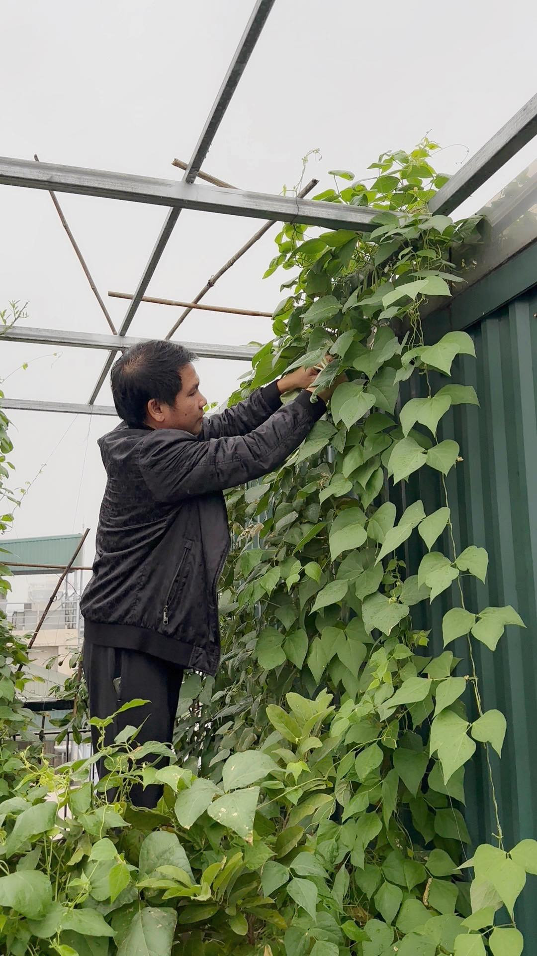 Nhiều người ví ca sĩ Trọng Tấn giống như nông dân thực thụ trên sân thượng. Ảnh: FB Trọng Tấn