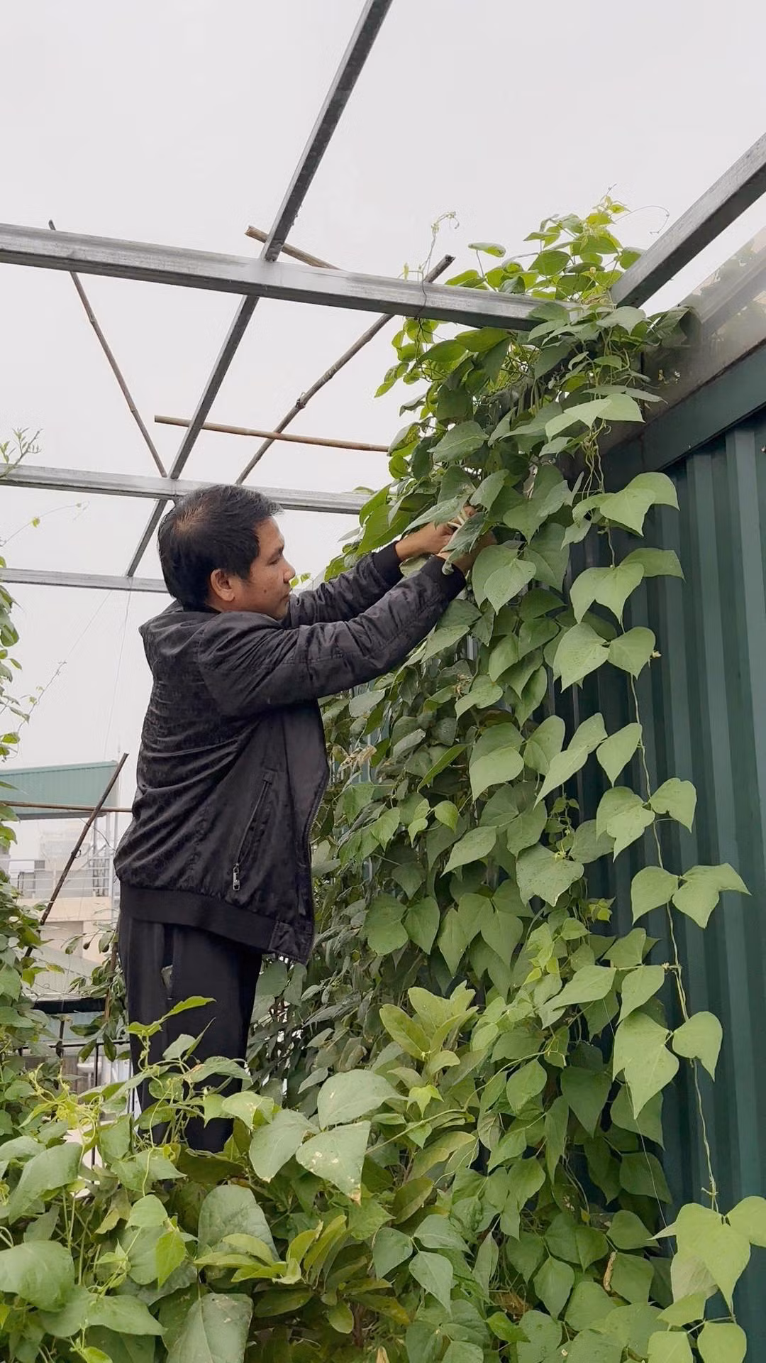 Nhiều người ví ca sĩ Trọng Tấn giống như nông dân thực thụ trên sân thượng. Ảnh: FB Trọng Tấn