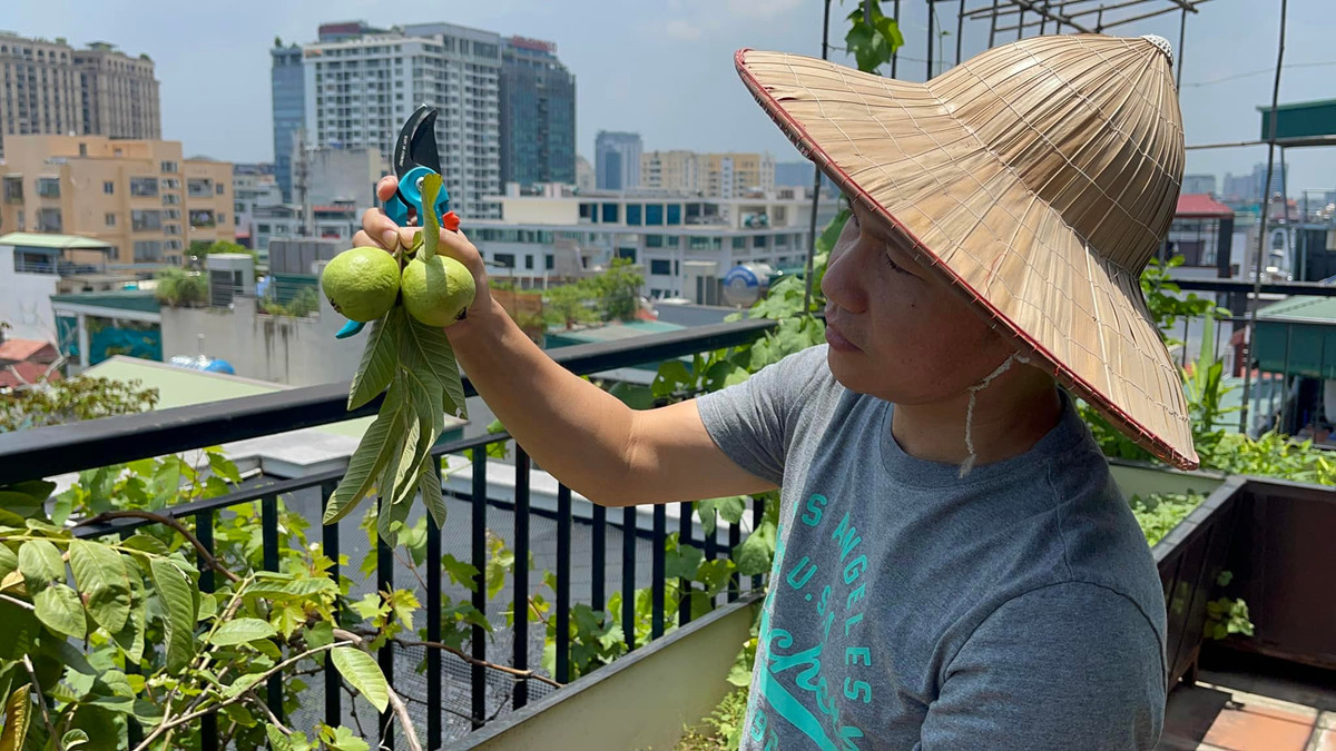 Ổi cho trái to. Ảnh: FB Trọng Tấn