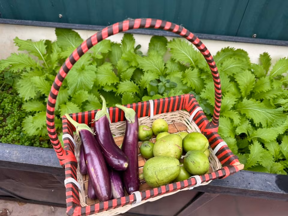 Trước đó, anh đã nhiều lần chia sẻ vườn rau trên sân thượng. Ảnh: FB Trọng Tấn