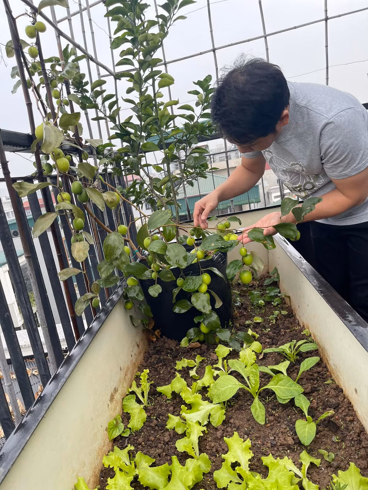 Ngoài rau, anh còn trồng cả táo. Ảnh: FB Trọng Tấn