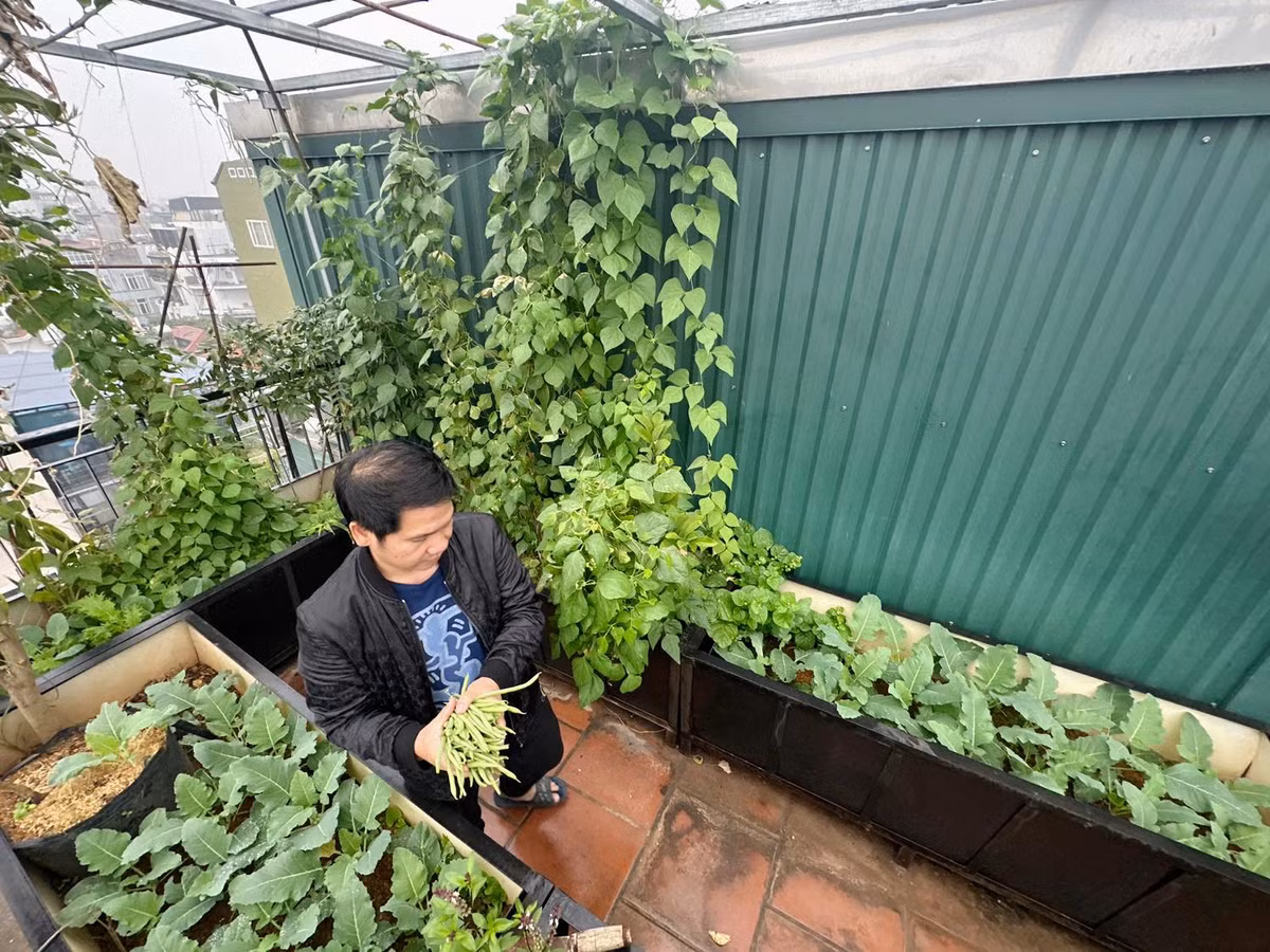 Ngoài đậu cove, nam ca sĩ còn trồng cả su hào. Ảnh: FB Trọng Tấn