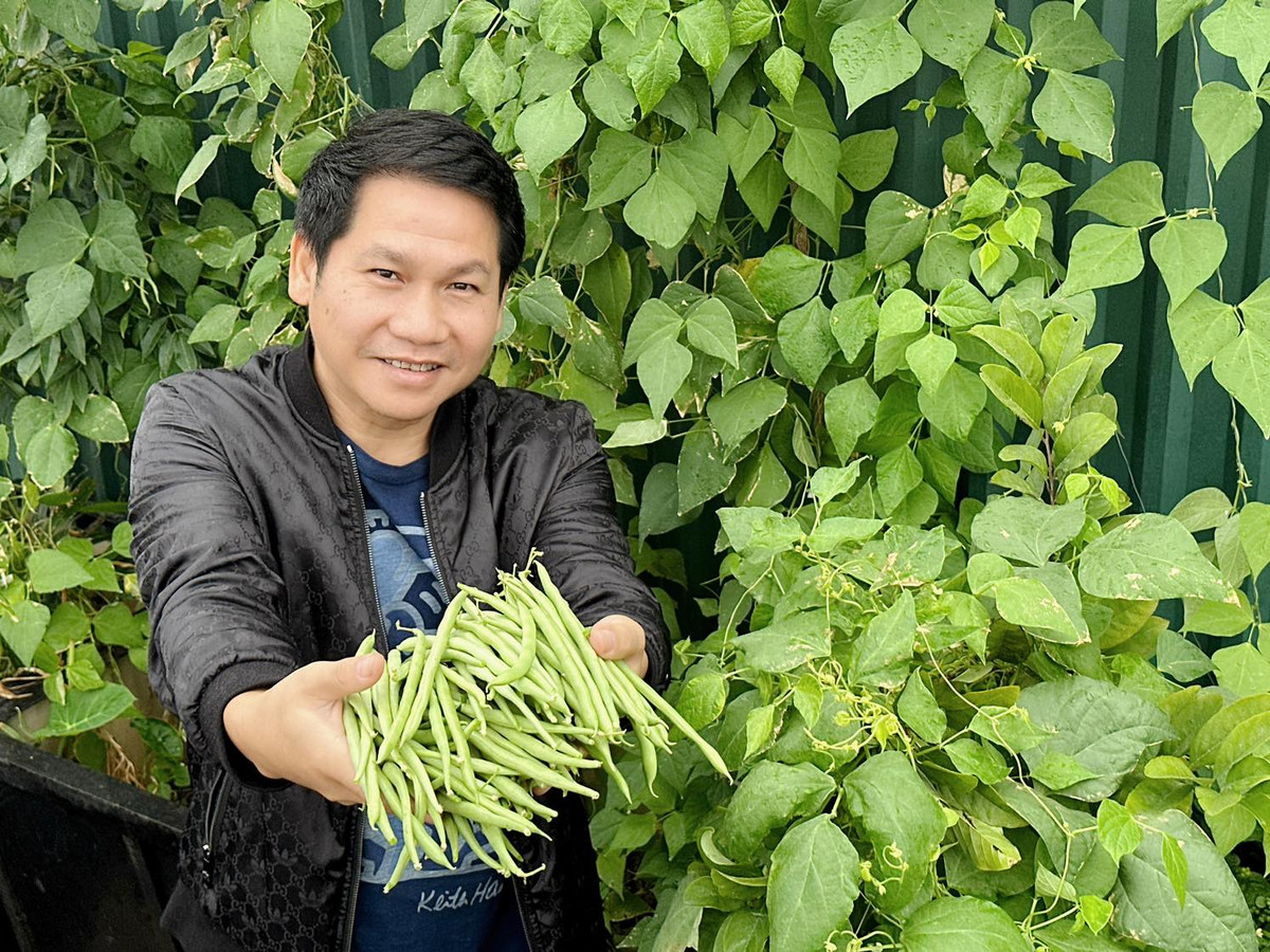 Trọng Tấn hào hứng khoe giàn đậu cove xanh mướt và nhiều quả. Ảnh: FB Trọng Tấn