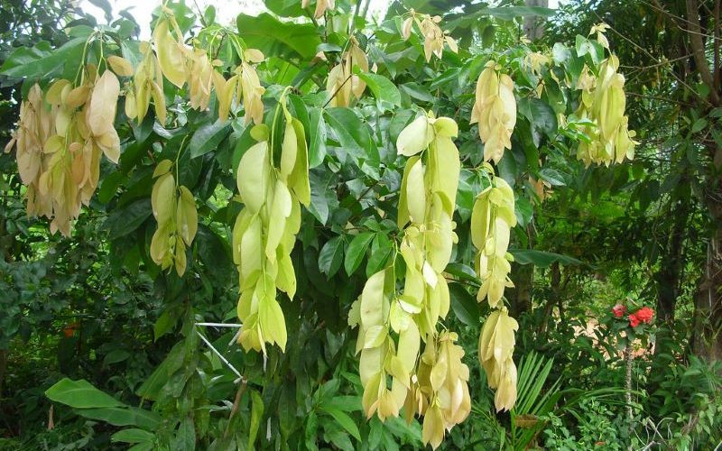 Ở Việt Nam, cây đọt mọt có nhiều ở vùng đồng bằng sông Cửu Long, đặc biệt là tỉnh Tây Ninh. Trước đây, đọt mọt là cây dại thường được người dân sử dụng làm hàng rào. Ảnh: Bachhoaxanh