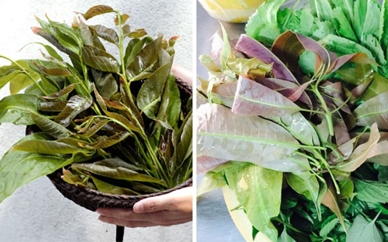 Ngày nay, rau đọt mọt trở thành đặc sản, không dễ để tìm mua chúng ở các thành phố lớn. Ở miền Tây, rau đọt mọt thường được bán với giá dao động khoảng từ 60.000 - 90.000 đồng/kg. Ảnh: Bachhoaxanh