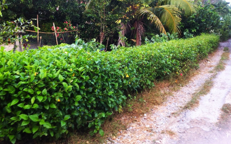 Ở nhiều vùng quê Việt Nam trước kia, cây dâm bụt thường mọc dại ở hàng rào. Nhưng gần đây, khi tường bao bê tông thay thế, cây dâm bụt dần dần ít đi, không còn xuất hiện nhiều. Ảnh: Dân Việt