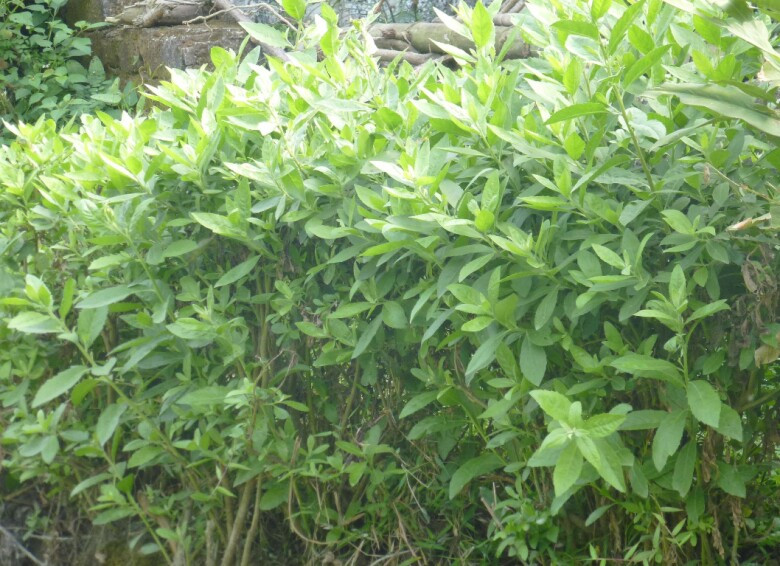 Ngày nay, ít người ở quê còn giữ hàng rào bằng cây xanh nên cúc tần khá hiếm, không phải ai cũng có cơ hội thưởng thức. Ảnh: Internet