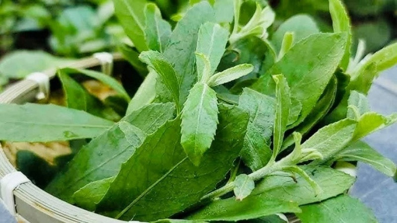 Người dân thành phố muốn tìm cúc tần về ăn cho thỏa nỗi nhớ hương vị quê nhà nhưng không dễ. Thi thoảng, trên chợ mạng có vài địa chỉ bán lá cúc tần giá 50.000 đồng/kg. Ảnh: ĐSPL