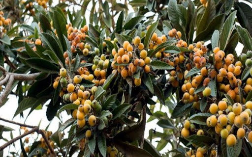 Tuy nhiên, ở Nhật Bản, cây biwa thường mọc dại ven đường để làm bóng mát và không có gì đặc biệt. Ảnh: Viencaytrong