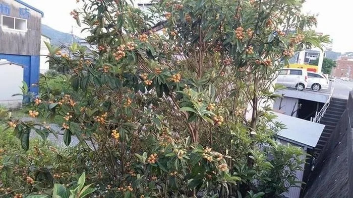 Vào mùa quả chín, nhiều người thậm chí để mặc cho chim ăn, có nơi quả rụng vàng gốc. Ảnh: Japantimes