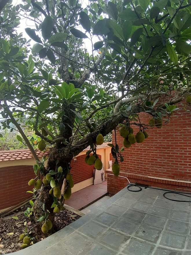 Trong vườn trồng các loại cây ăn trái như mít, hồng, khế, nhãn... Ảnh: Thethaovanhoa