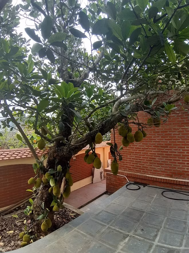 Trong vườn trồng các loại cây ăn trái như mít, hồng, khế, nhãn... Ảnh: Thethaovanhoa