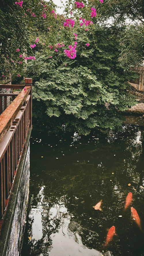 Khuôn viên biệt phủ 1.000m2 còn có một ao cá nhỏ, rất nên thơ. Ảnh: Thethaovanhoa