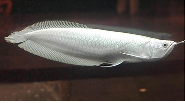 Đáng chú ý, trên thế giới từng có một đại gia "bí ẩn" rút hầu bao 400.000 USD (khoảng 10 tỷ đồng) để sở hữu con cá rồng bạch kim khiến người sửng sốt. Ảnh: Aquarium Base