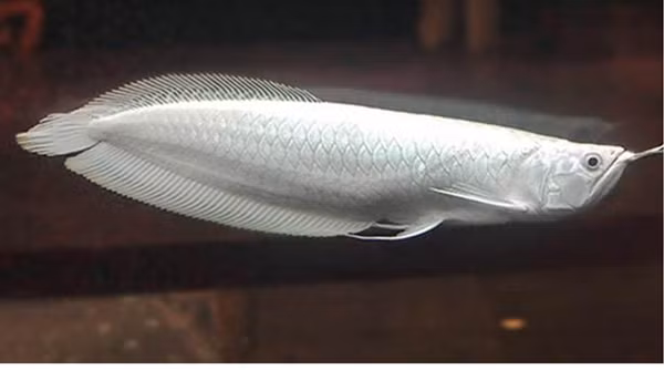 Đáng chú ý, trên thế giới từng có một đại gia "bí ẩn" rút hầu bao 400.000 USD (khoảng 10 tỷ đồng) để sở hữu con cá rồng bạch kim khiến người sửng sốt. Ảnh: Aquarium Base