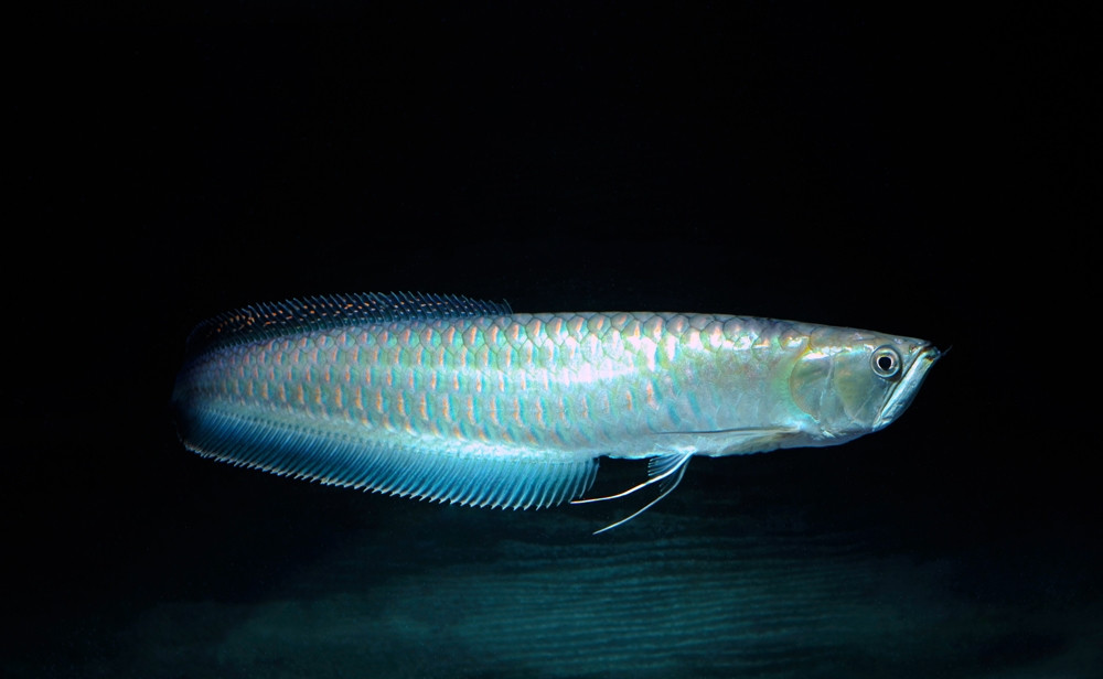 Không chỉ có giá đắt đỏ, cá rồng còn khiến bất cứ dân chơi nào phải bỏ ra nhiều tiền bạc, công sức, thời gian để chăm sóc, duy trì vẻ đẹp của nó. Ảnh: Wiki