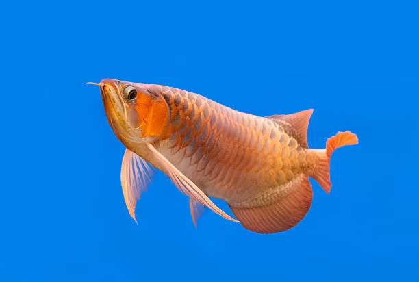 Mỗi con cá rồng nhập về đều được gắn một con chip điện tử và giấy chứng nhận như giấy khai sinh. Nhờ đó, người nuôi có thể biết được nguồn gốc, xuất xứ của cá. Ảnh: iStock