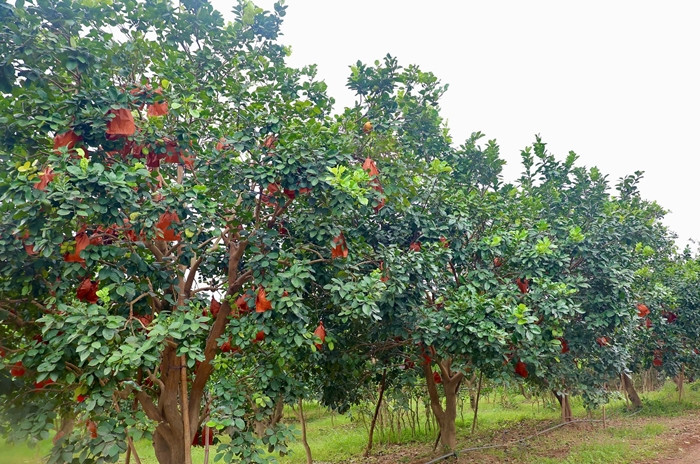 Năm nay, do ảnh hưởng của cơn bão số 3, nhiều diện tích trồng bưởi đỏ tại thôn Đông Cao bị hư hại nặng nề. Ảnh: Tiền phong