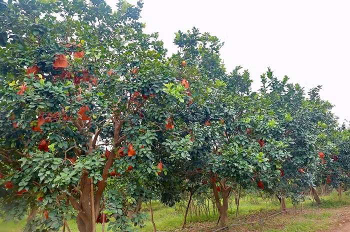 Năm nay, do ảnh hưởng của cơn bão số 3, nhiều diện tích trồng bưởi đỏ tại thôn Đông Cao bị hư hại nặng nề. Ảnh: Tiền phong