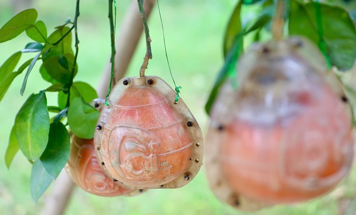 Hơn một tháng nữa mới đến Tết Nguyên đán nhưng bưởi đỏ tạo hình đỉnh vàng có chữ tài - lộc đã "cháy hàng" dù giá tăng mạnh. Ảnh: Tiền phong