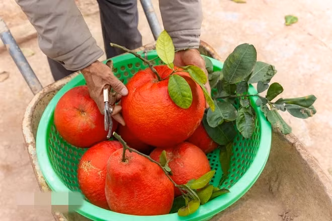 Đặc biệt, khách hỏi mua bưởi đỏ liên tục nhưng không có đủ hàng để bán. Ảnh: Vietnam+