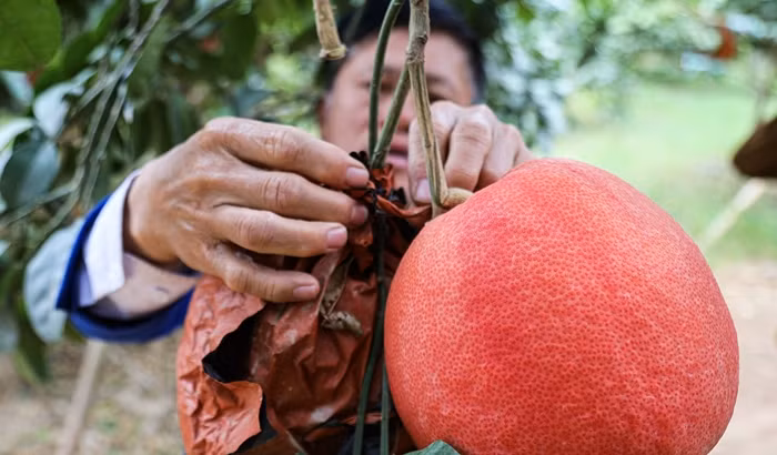 Giá bưởi đỏ thường tăng 20% từ 80.000 lên 100.000 đồng/quả (mua tại vườn). Ảnh: Suckhoedoisong