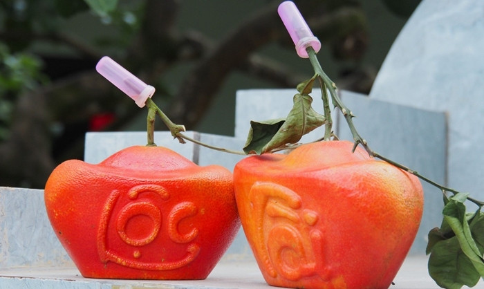 Trong khi đó, bưởi đỏ tạo hình đắt gấp đôi, giá tử 450.000 - 500.000 đồng/quả. Ảnh: Tiền phong