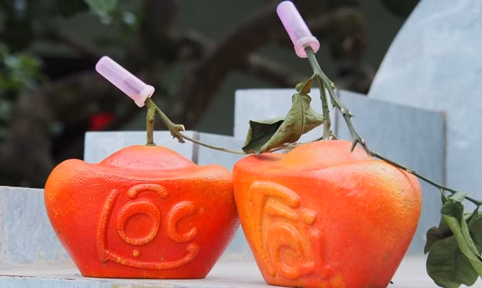 Trong khi đó, bưởi đỏ tạo hình đắt gấp đôi, giá tử 450.000 - 500.000 đồng/quả. Ảnh: Tiền phong