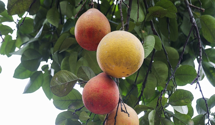 Theo đó, số lượng bưởi đỏ cung cấp ra thị trường giảm mạnh, dự báo giá bán tăng khoảng 50% so với năm trước. Ảnh: Suckhoedoisong