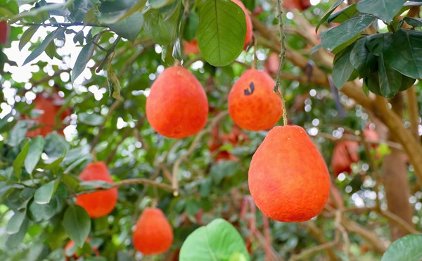 Bưởi đỏ Đông Cao có mùi hương, màu sắc đặc biệt. Giống bưởi này ra quả màu xanh, đến tháng 8 chuyển dần sang vàng, tháng 10 chuyển màu hồng và sát dịp Tết Nguyên đán sẽ chuyển sang màu đỏ tươi. Ảnh: Tiền phong