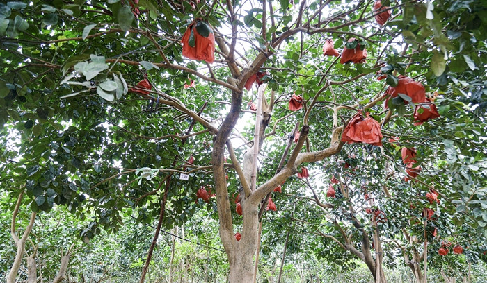 Chia sẻ trên Suckhoedoisong.vn, ông Lương Văn Phương (thôn Đông Cao, xã Tráng Việt) cho biết, năm nay mất mùa nên giá bưởi đỏ tăng vọt, kể cả bưởi thường và bưởi đỏ tạo hình. Ảnh: Suckhoedoisong
