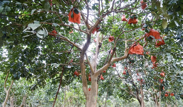Chia sẻ trên Suckhoedoisong.vn, ông Lương Văn Phương (thôn Đông Cao, xã Tráng Việt) cho biết, năm nay mất mùa nên giá bưởi đỏ tăng vọt, kể cả bưởi thường và bưởi đỏ tạo hình. Ảnh: Suckhoedoisong