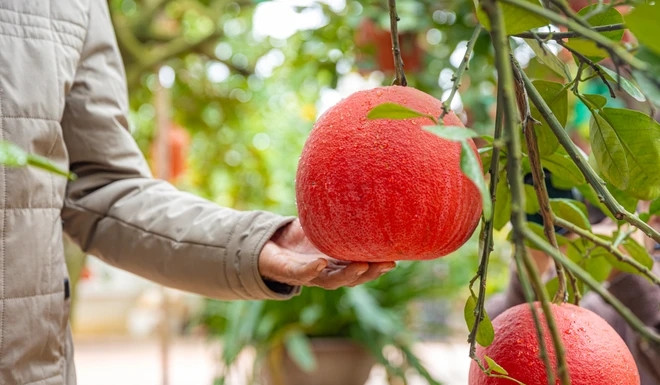 Thời điểm này, người dân thôn Đông Cao tất bật thu hoạch bưởi đỏ để phục vụ nhu cầu của người dân trong dịp Tết Ất Tỵ 2025. Ảnh: Vietnam+