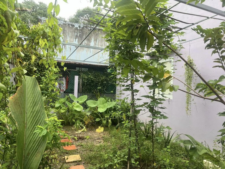 Khu vườn trồng đủ các loại rau và cây ăn trái. Ảnh: FBNV