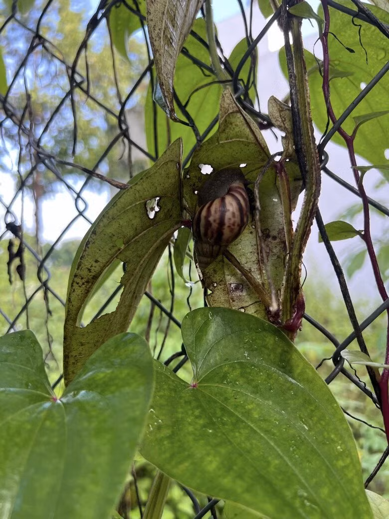 Nam diễn viên bắt ốc sên để tránh gây hại cho cây. Ảnh: FBNV