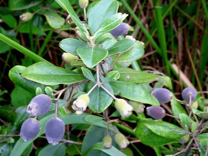 Đến mùa quả chín, cây sim lúc lỉu cũng rất thú vị. Ảnh: Fili