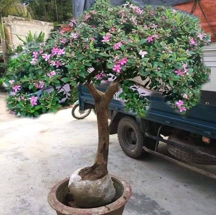 Cây sim rừng thế đẹp, tuổi hàng chục năm giá bán từ 2 - 3 triệu đồng. Ảnh: Facebook